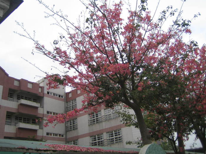 開學囉照片大圖