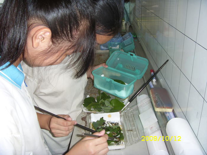 蝴蝶飼養活動_照片大圖