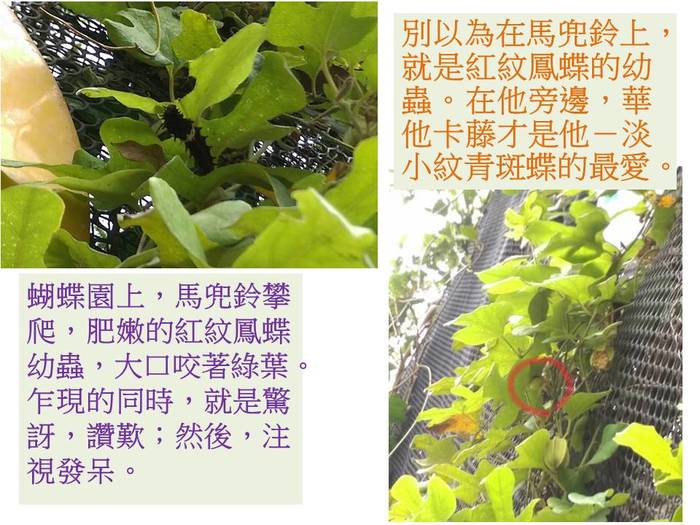 106文雅蝴蝶季~_照片大圖